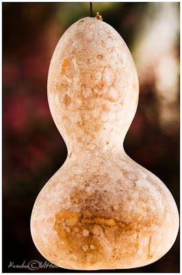 Una zucca sospesa