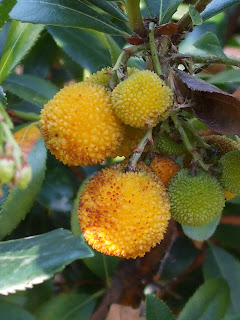 Frutti di corbezzolo