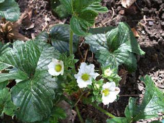 fragole