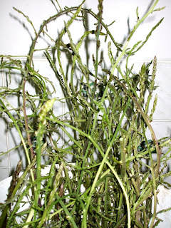 asparagi selvatici