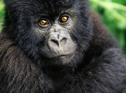 [gorilas-aplauden-atencion-grupo.jpg]