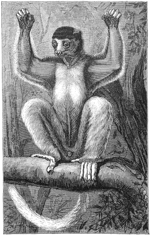 [Proithecus.jpg]