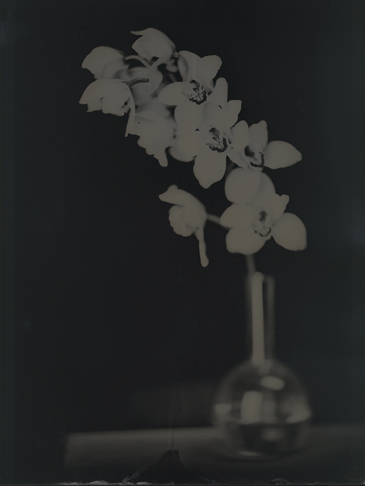 [orchids_wetplate_14x17.jpg]