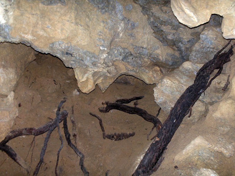 [05+ORCA+tree+root+(800x600).jpg]