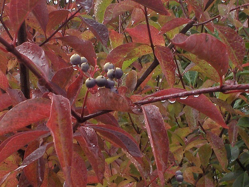 [12+Fall+in+the+Heath's+yard+CJ+OR.jpg]