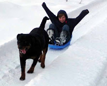 Sasha the sled dog!!