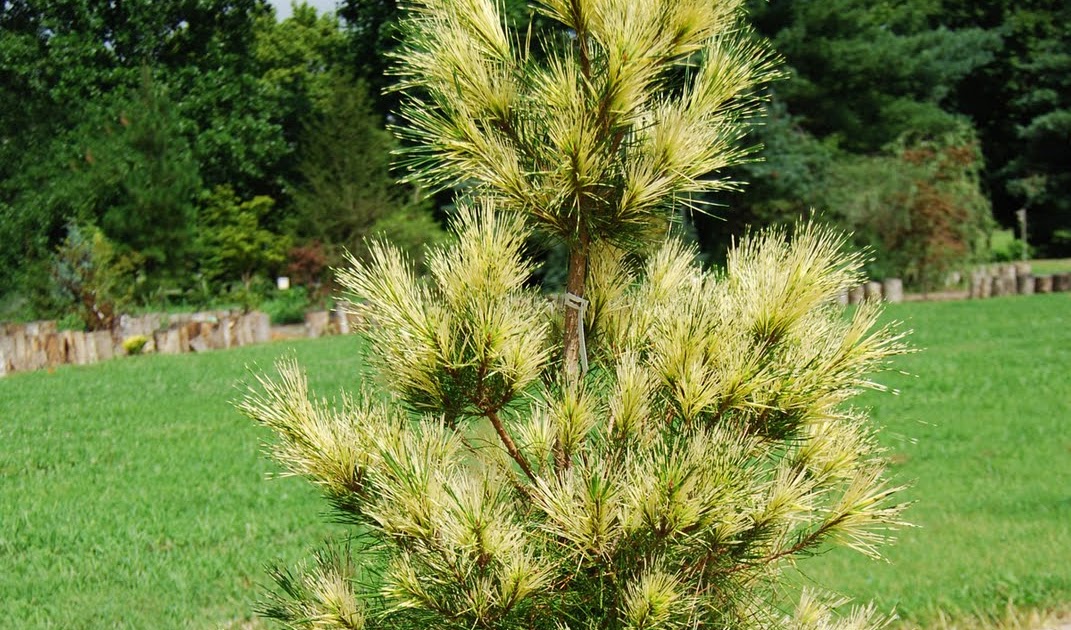 Russell&rsquo;s Nursery: Pinus densiflora &lsquo;Golden Ghost&rsquo;