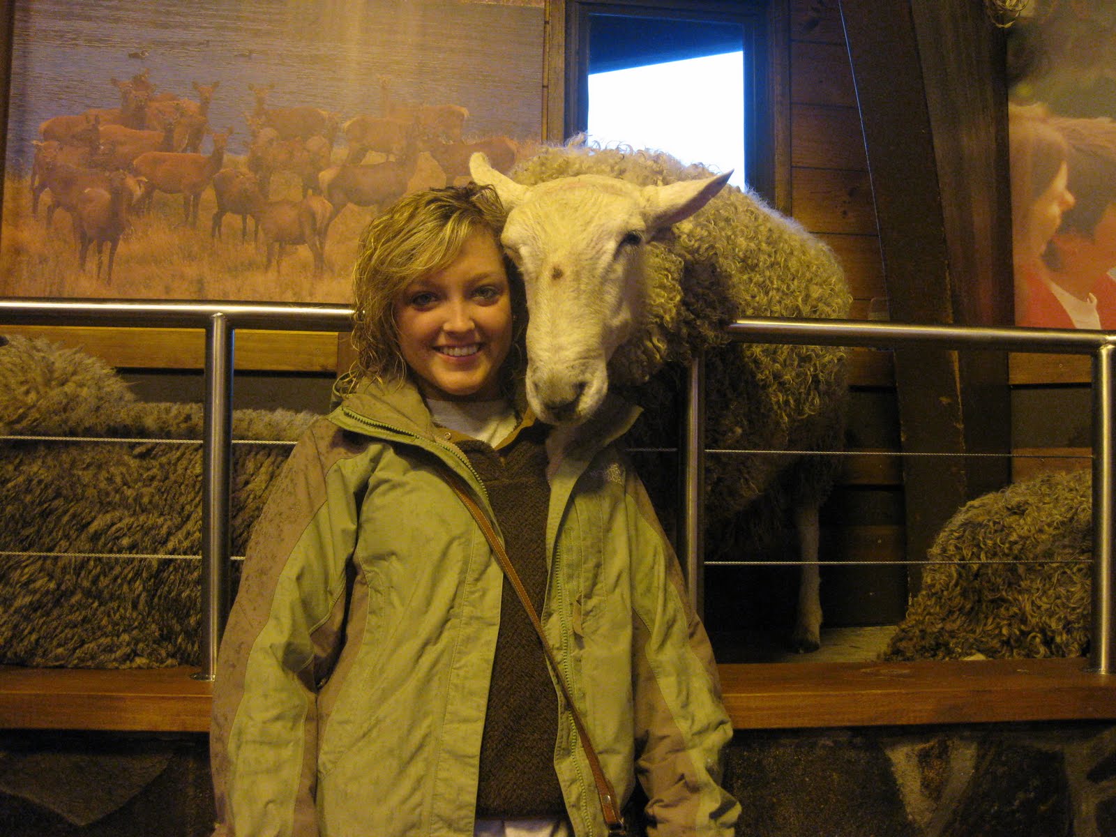 the friendly sheep showing