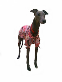 camisas galgo