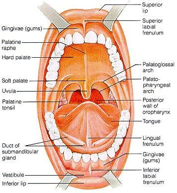 Biology Of The Mouth 13