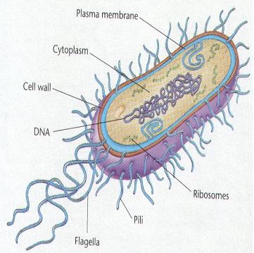 [bacteria]