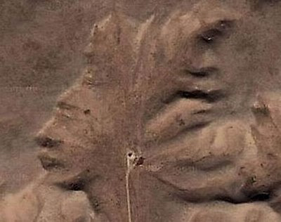 Foto aneh,unik dan lucu dari Google Maps (50 foto)