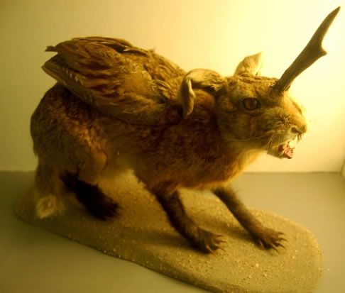 Strangest And Weirdest Animals-Faces