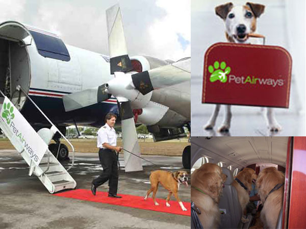 PET Airways é a primeira companhia aérea só para animais