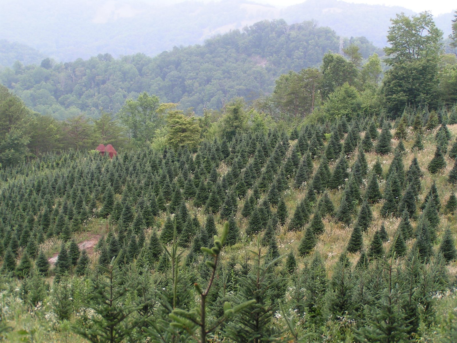 Master Your Garden Advantages of Real Trees