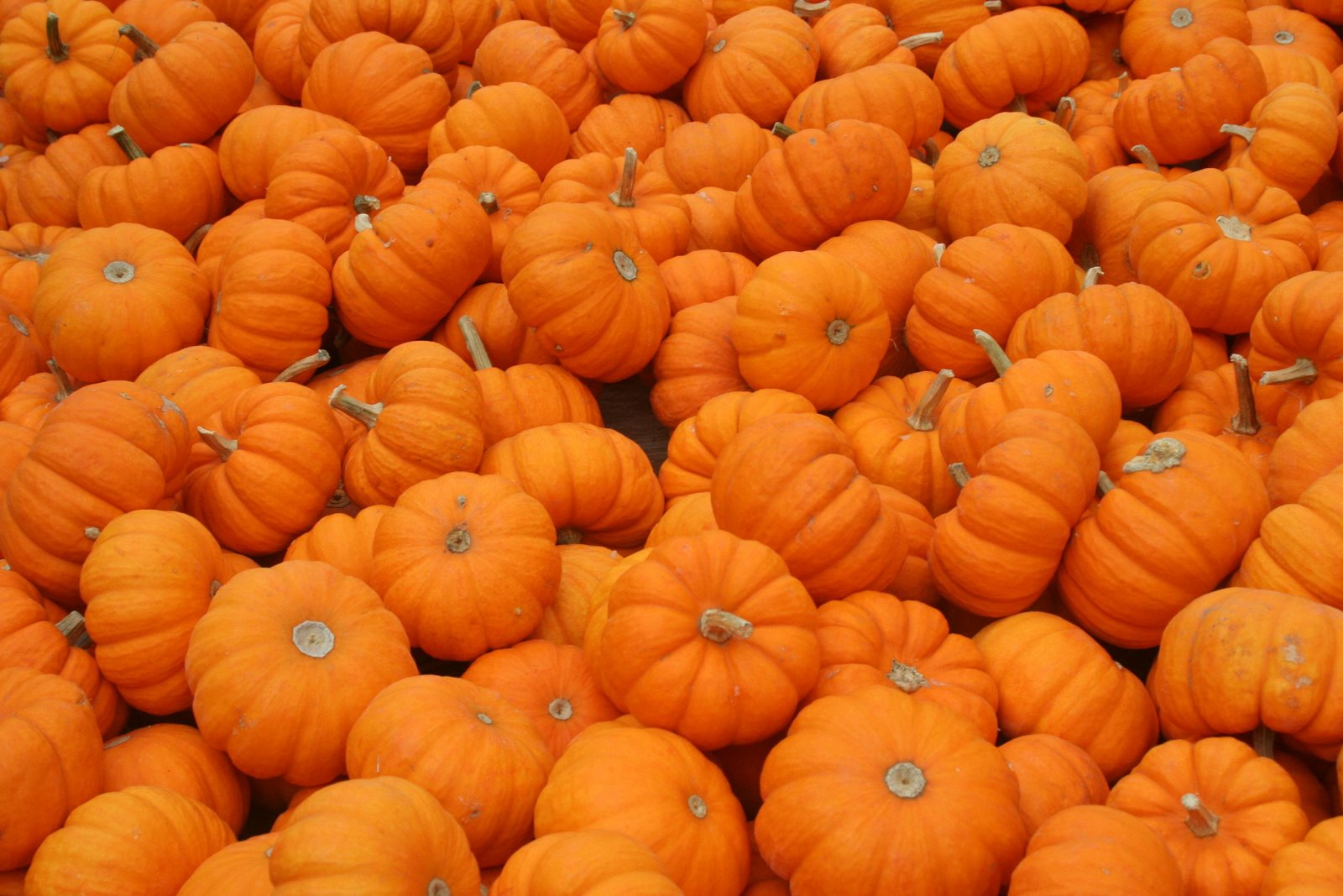 [pumpkins.JPG]