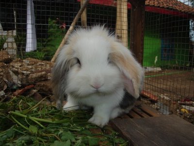 Kelinci Lop