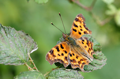 Polygonia c-album