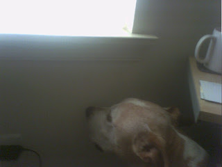 An old dog, scared of the thunder. Maybe he knows something I don't. people in the sun: my grandfather