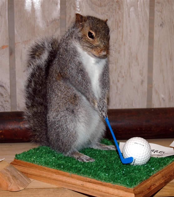 foamy the squirrel foamy the squirrel