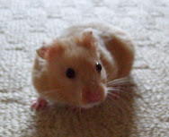 My real hamster Henry