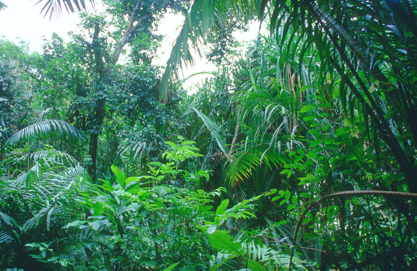 [tropical-rainforest+2.jpg]
