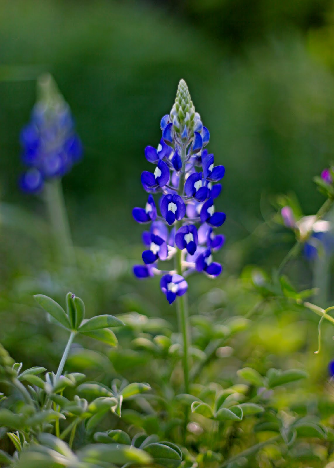 A hardy winter annual native to Texas. Adopted as the "State Flower of
