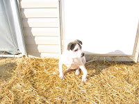 rickets in puppies