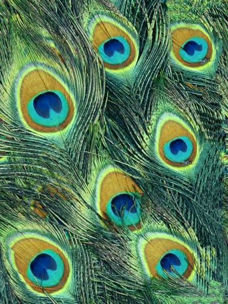 butterfly peacock feather butterfly peacock feather
