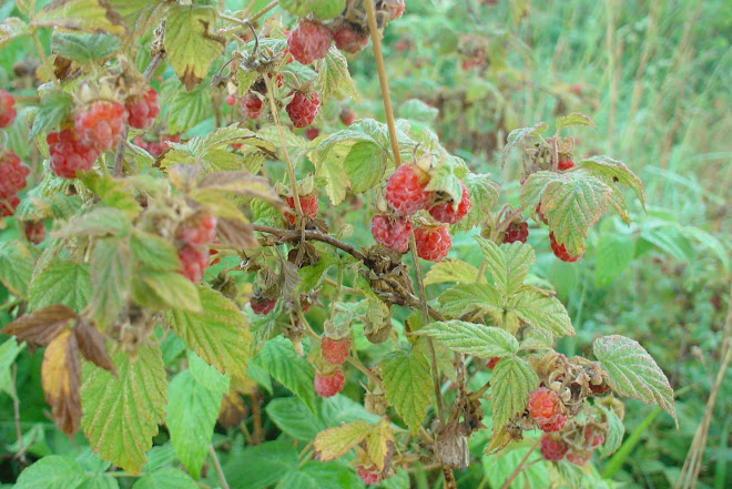 Hallonbuske (Raspberry Bush)