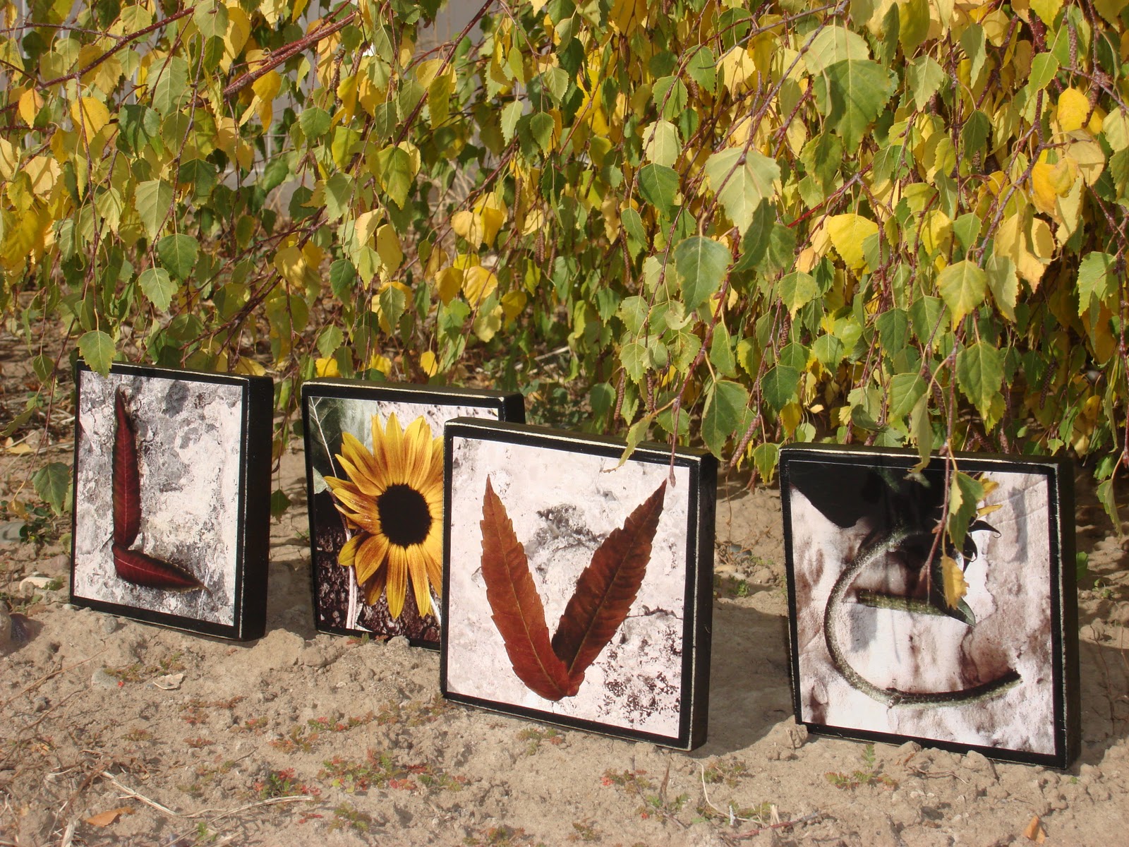 Nature Photo Letters Color Nature Photo Letter Prints