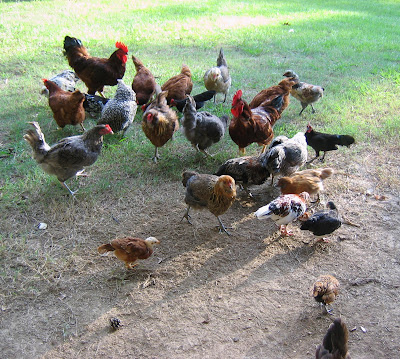 French Cuckoo Marans