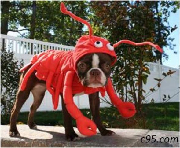 Crab Costume