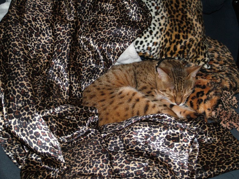 [spot+the+cat-2.jpg]