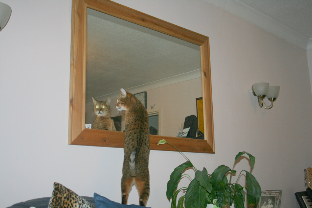 [cat+in+mirror-10.JPG]