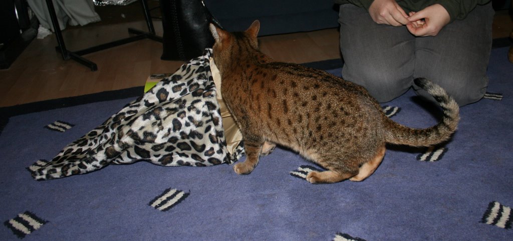 [crinkle+cat+bag.JPG]