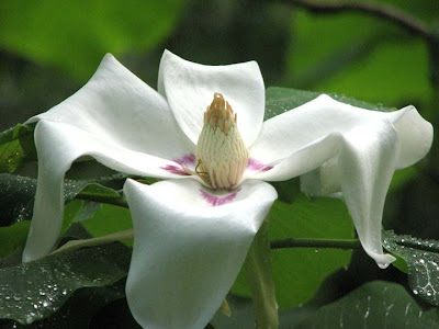 American Magnolia