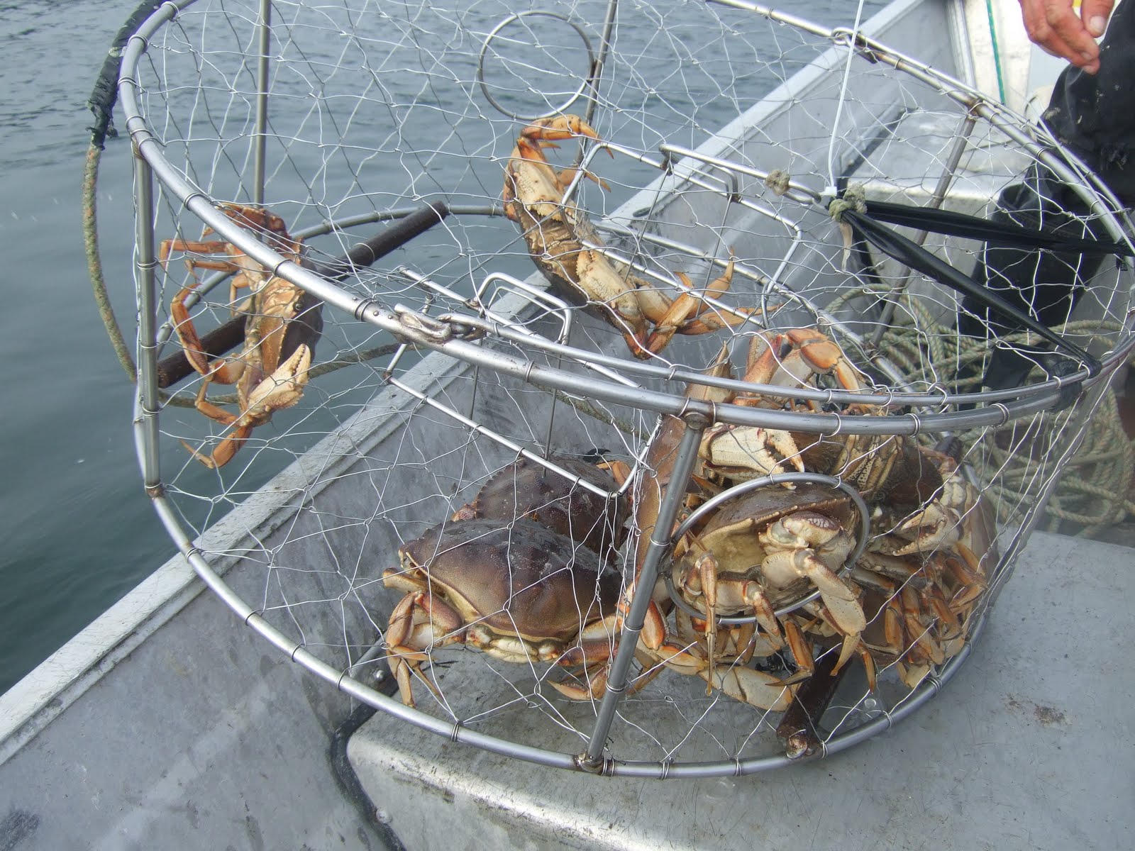 Crabbing in Coupeville 101 ! A beginners Guide