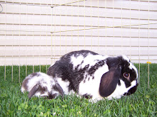 Mini Lop Momma & Son