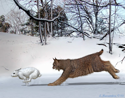 LynxAttackRabbit.jpg