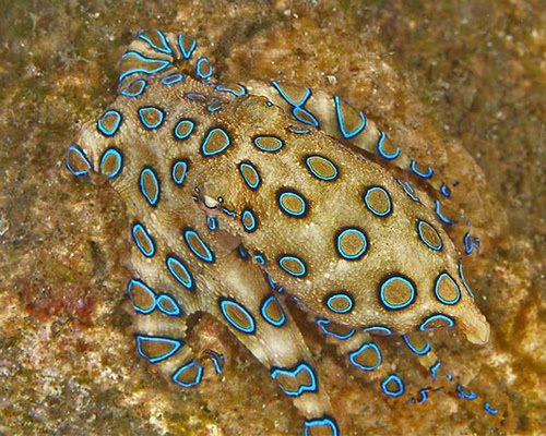 EL PULPO AZUL el pulpo azul: