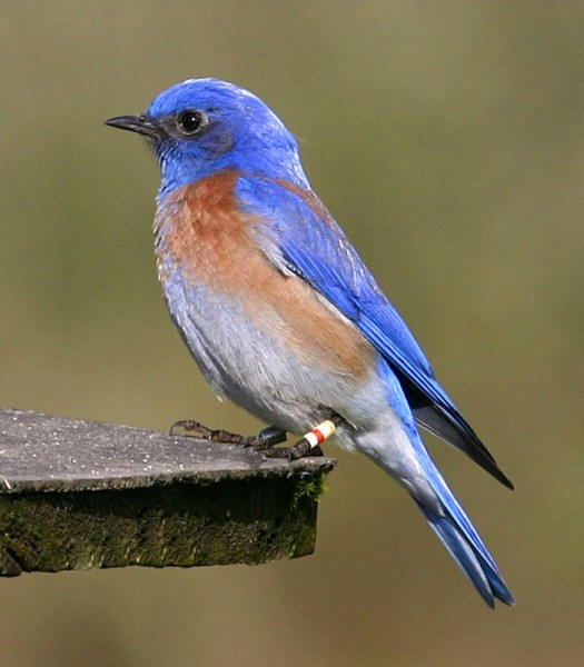 silence is betrayal blue linked to a beginning blue bloods blue bird 525x600 silence is betrayal blue linked to a beginning blue bloods blue bird 525x600