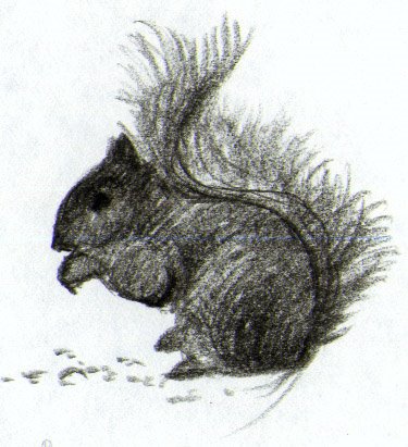 [Jan.+6+squirrel]