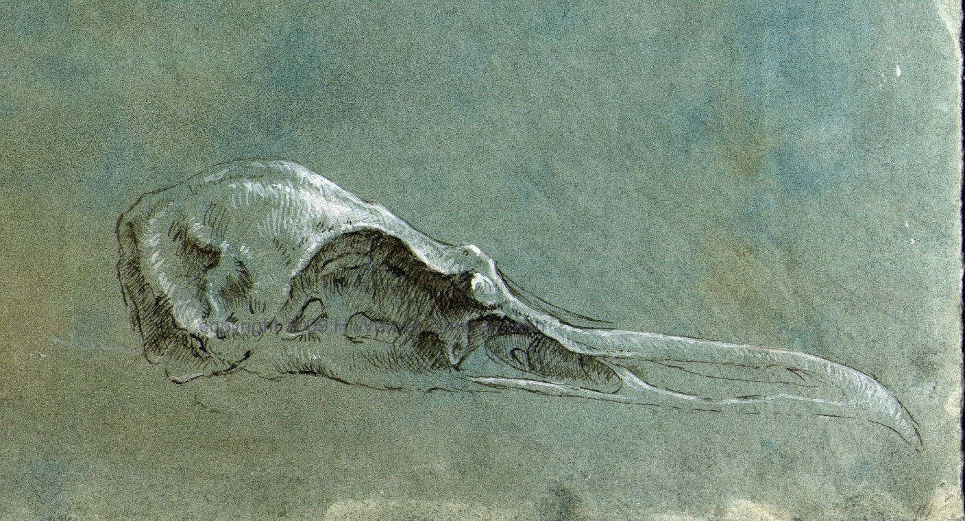 [Study-of-a-bird-skull-web.jpg]