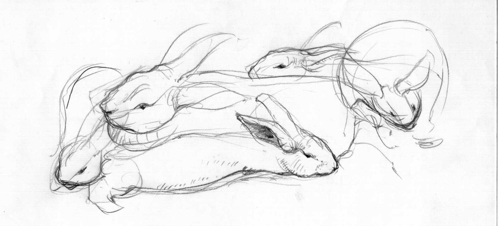 [Rabbit+Pencil+Studies+5.jpg]