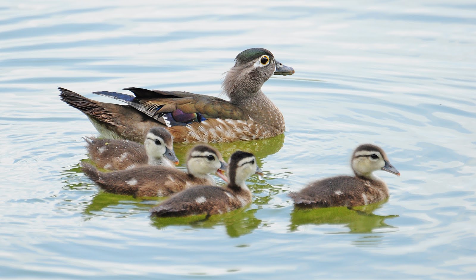 Dina's City Wildlife Adventures Wood duck family
