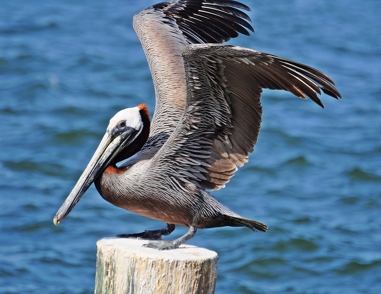 Dina's City Wildlife Adventures Pelicans at St. Petersburg Pier