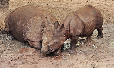 Dina's City Wildlife Adventures: Fun zoo animals