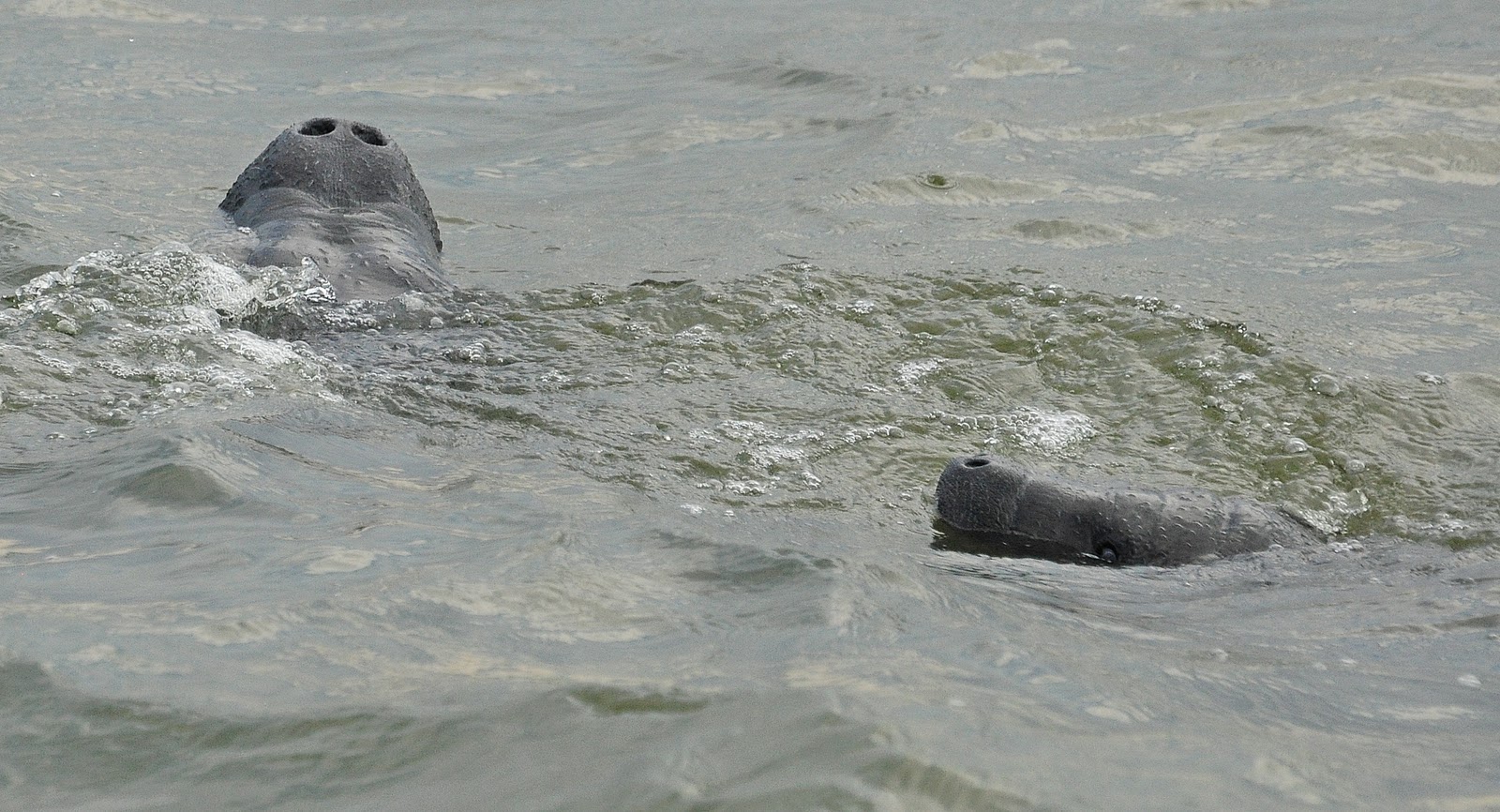 Dina's City Wildlife Adventures Manatees at Safety Harbor Fishing Pier.