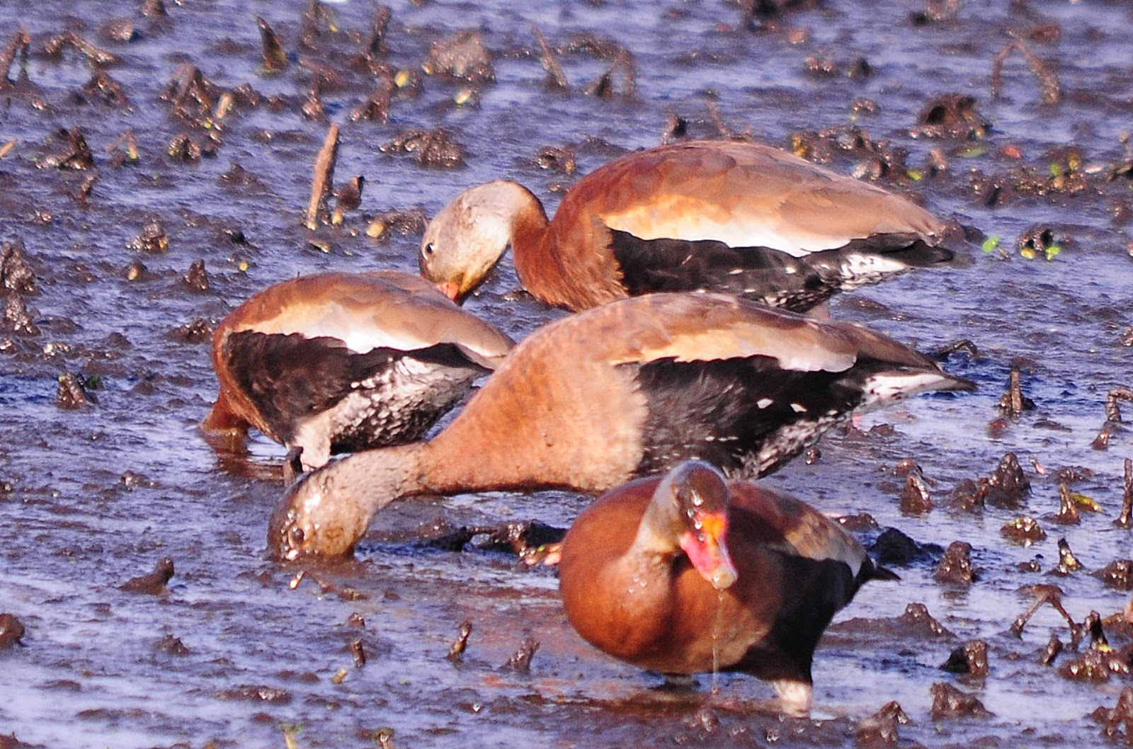 Dina's City Wildlife Adventures Black bellied whistling ducks